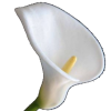 Sabina Serbu