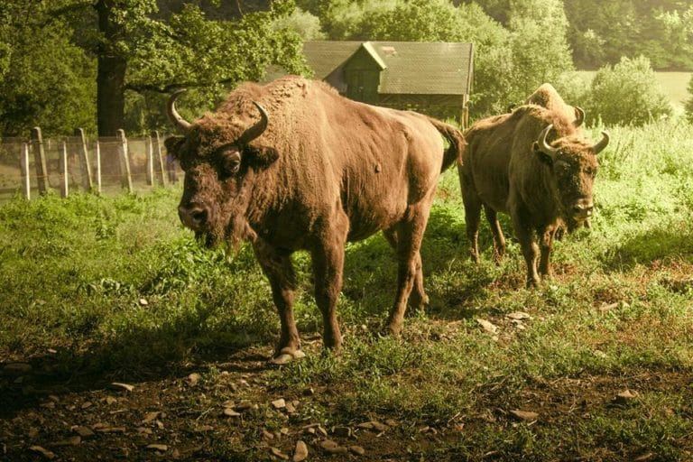Ştiai că România are zimbri aflaţi în libertate? 15 | Cristian Florea
