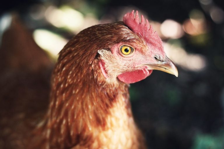 Care-i diferența dintre ouăle de găină cu coaja roșie și cele cu coaja albă 🥚 7 | Cristian Florea diferenta - ouale de gaina de la gaini crescute in regim free range - Photo by Désirée Fawn