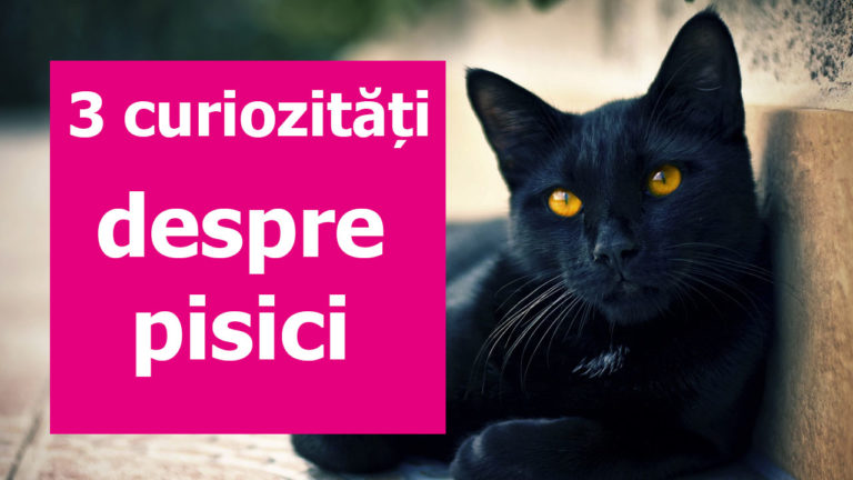 cea mai bogata pisica din lume