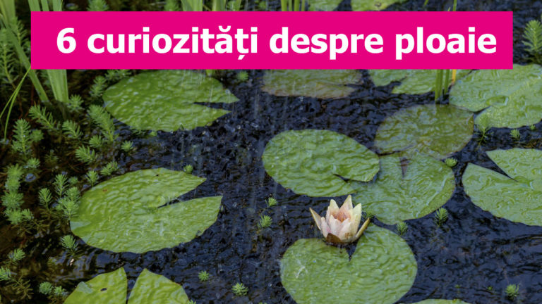 Cum se numește mirosul specific ploii și alte curiozitati despre ploaie
